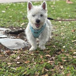 Jango - West Highland White Terrier
