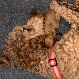 Saber - Black - Red  female Poodle puppy in Keedysville, Maryland from Sunshine Red Standard Poodles