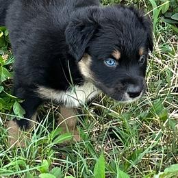Jake - Black tri-color male Australian Shepherd puppy in Fort Myers, Florida from U Cross Australian Shepherds