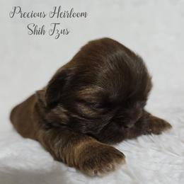 Girl 2 - Liver female Shih Tzu puppy in Enid, Oklahoma from Precious Heirloom Shih Tzus