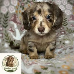 Cyprus - Dapple female Dachshund puppy in Beggs, Oklahoma from Parker House Dachshunds