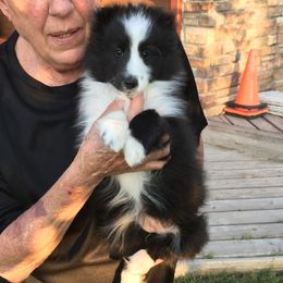 Shetland Sheepdog puppies from Cindy Scott's Shetland Sheepdogs