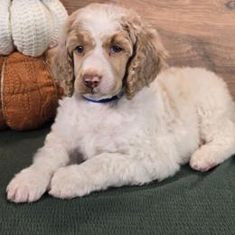 Jack - Parti male Poodle puppy in Bauxite, Arkansas from Mountain Ridge Poodles
