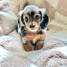Sally - Dapple female Dachshund puppy in Floral City, Florida from Daisy's Doxies
