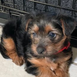 Cloey - Yorkshire Terrier
