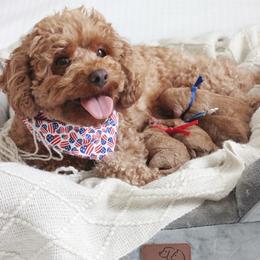 Poodle Puppies from Bruno & Co. Puppies