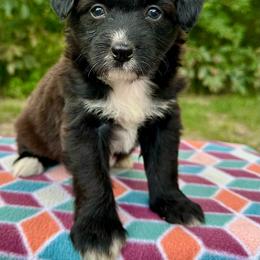 Girl 5 - Red tri-color female Aussiedoodle puppy in Hillsboro, Illinois from Perfect Paws Puppies