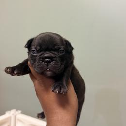 Kenna - Brindle and white female French Bulldog puppy in Omaha, Nebraska from Schoville Bulldogs