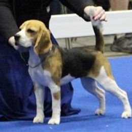Daisy  - Beagle