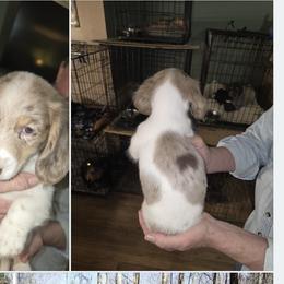 Boy 2 - Chocolate and cream male Dachshund puppy in Jackson's Gap, Alabama from Lake Martin Doxies