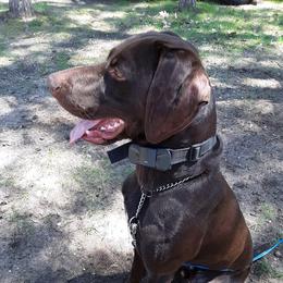 Blu - German Shorthaired Pointer