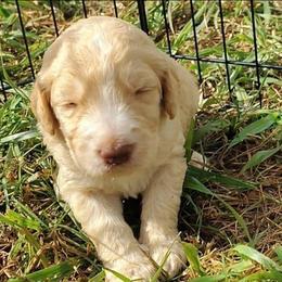 Black collar - Cream male Goldendoodle puppy in Willow Springs, Missouri from Todd Family Homestead