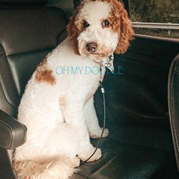 Mardi - Goldendoodle