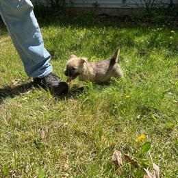 Jolly - Wheaten male Cairn Terrier puppy in Rockford, Illinois from Fae Hallow