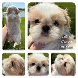 Elvis - Cream and white male Shih Tzu puppy in Maize, Kansas from Air Capital Shih Tzu Puppies