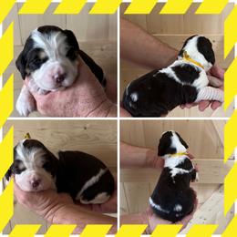 Yellow - Liver white and tan female English Springer Spaniel puppy in Godley, Texas from Legacy Springer Spaniels