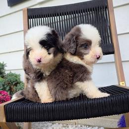 Bernedoodle puppies from Curlytail Doodles