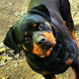Thelma - Rottweiler