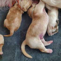 Pick 2 - Golden male Golden Retriever puppy in Sandy, Utah from Golden Meadows of Utah