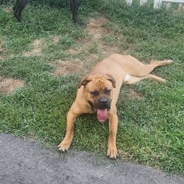 Sully - Cane Corso