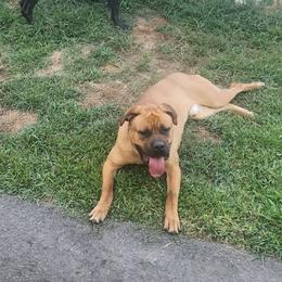 Sully - Cane Corso