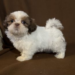 Oliver - Shih Tzu puppy from Bows and Bot Ties
