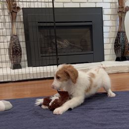 Goldendoodle Puppies from Cali Doodles