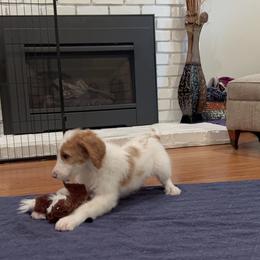 Goldendoodle Puppies from Cali Doodles