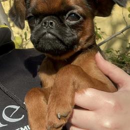 Brussels Griffon Puppies from Looking Glass Brussels Griffons