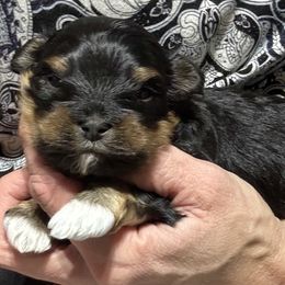 Male 1 - Black and tan male Havanese puppy in Congerville, Illinois from Happy Go Lucky Havanese