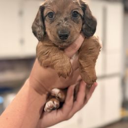 Boy 1 - Dapple male Dachshund puppy in Pea Ridge, Arkansas from Cotton Patch Ridge