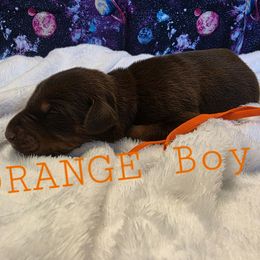 Orange - Red and rust male Doberman Pinscher puppy in Knox, Indiana from Double River Dobermans