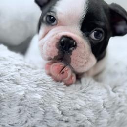 Teddy Bear - Black and white male Boston Terrier puppy in Edgewater, Florida from Bluewater Bostons