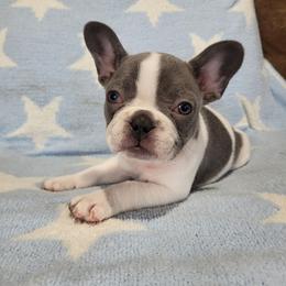 Blue flower - Blue female French Bulldog puppy in Milwaukie, Oregon from Aloha NW Frenchies