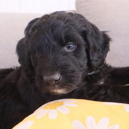 Bear - Black tri-color male Aussiedoodle puppy in Apache Junction, Arizona from Loving Doodle