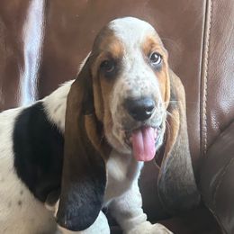 Boy 4 - Black brown and white Basset Hound puppy in Columbia, South Carolina from Pawmetto Hounds