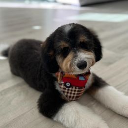 Bernedoodles, Goldendoodles, and Poodles from Golden State Good Dogs