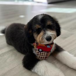 Bernedoodles, Goldendoodles, and Poodles from Golden State Good Dogs
