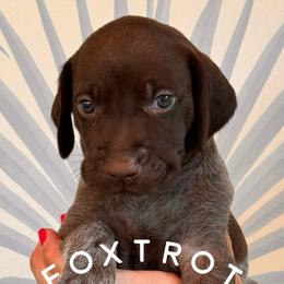 German Shorthaired Pointer Puppies from Buck GSP