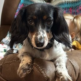 Lady Belle - Dachshund