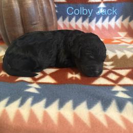 Colby Jack - Black male Schnoodle puppy in Pleasanton, Texas from Gooch Canines (Giant Schnoodles)