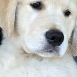 Golden Retrievers from Texas Heart Goldens