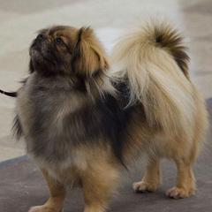 Tibetan Spaniels from Ambrier Tibetan Spaniels