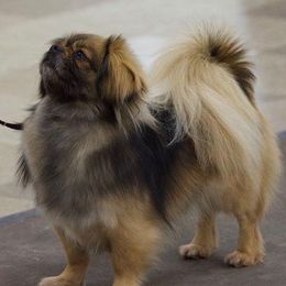 Tibetan Spaniels from Ambrier Tibetan Spaniels
