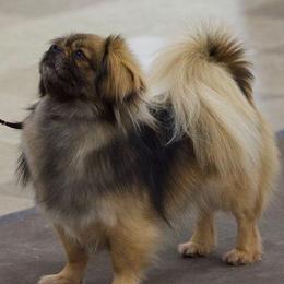 Tibetan Spaniels from Ambrier Tibetan Spaniels