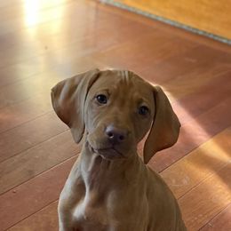 Vizsla Puppies from Carlson Vizslas