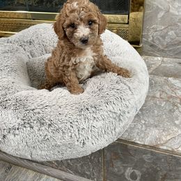 Maltese, Poodle, and Shih Tzu Puppies from Happy puppies