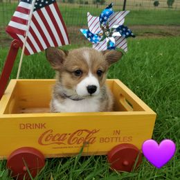 Purple Sable girl - Sable female Pembroke Welsh Corgi puppy in Centre, Alabama from Walker's AKC Corgis