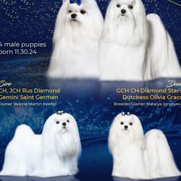 Maltese Puppies from Diamond Stars Maltese