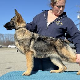 German Shepherd Puppies from Karma Kennels